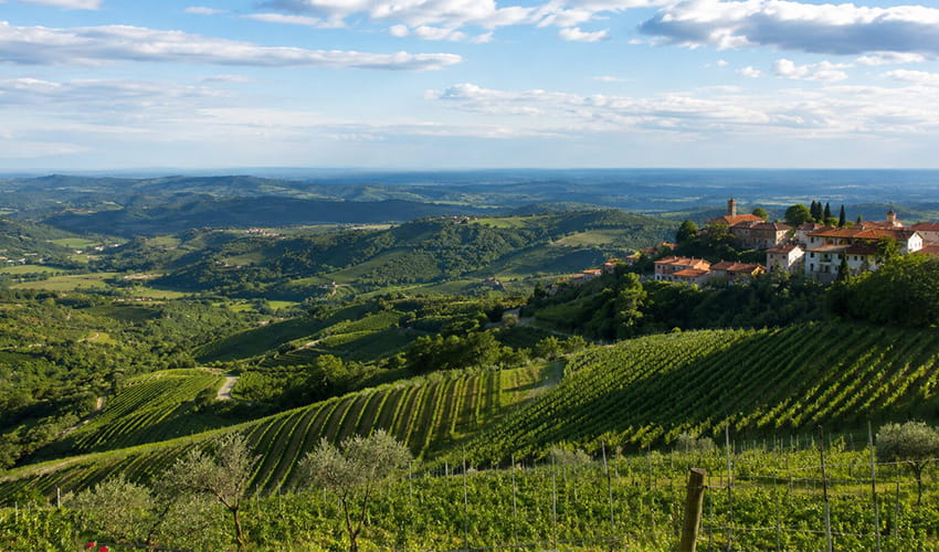 Razgled na vinograde in griče Goriških Brd v Sloveniji